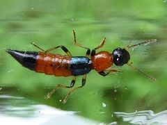 Paederus schoenherri