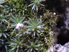 Polytrichum piliferum