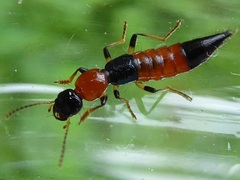 Paederus schoenherri