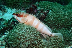 Epinephelus fasciatus