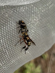 Trichopoda plumipes