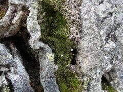 Polytrichum piliferum
