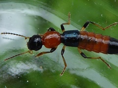 Paederus schoenherri