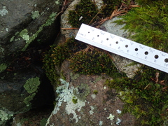 Orthotrichum anomalum