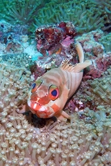 Epinephelus fasciatus
