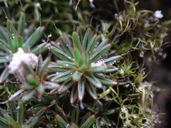 Polytrichum piliferum