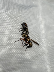 Trichopoda plumipes