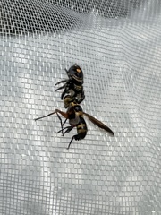 Trichopoda plumipes