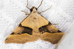 Hemeroplanis incusalis