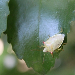 Brontocoris nigrolimbatus