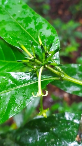 Image of Morinda Brachycalyx (Morinda brachycalyx) by (c) Guillaume Delaitre, some rights reserved (CC BY)