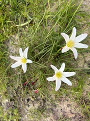 Zephyranthes atamasco