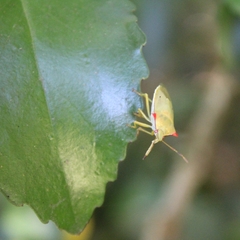 Brontocoris nigrolimbatus