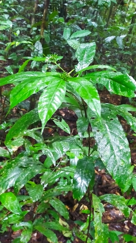 Image of Morinda Brachycalyx (Morinda brachycalyx) by (c) Guillaume Delaitre, some rights reserved (CC BY)