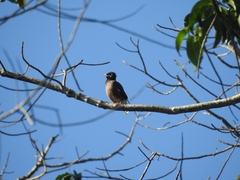 Acridotheres tristis