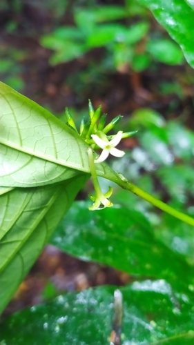 Image of Morinda Brachycalyx (Morinda brachycalyx) by (c) Guillaume Delaitre, some rights reserved (CC BY)