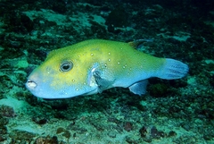 Arothron caeruleopunctatus