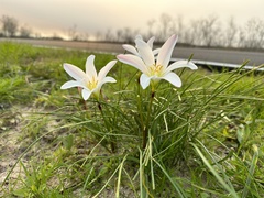 Zephyranthes atamasco