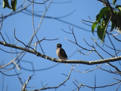 Acridotheres tristis
