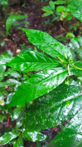 Image of Morinda Brachycalyx (Morinda brachycalyx) by (c) Guillaume Delaitre, some rights reserved (CC BY)