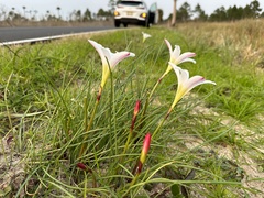 Zephyranthes atamasco