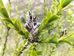 Liparia hirsuta