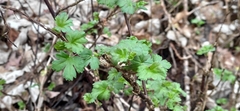 Ribes uva-crispa