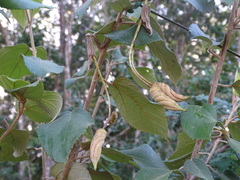 Helicteres baruensis