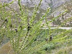 Liparia hirsuta