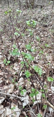 Ribes uva-crispa