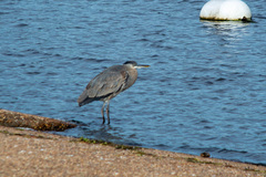 Ardea herodias