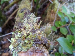 Cladonia squamosa