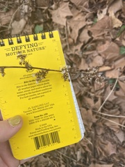 Symphoricarpos orbiculatus