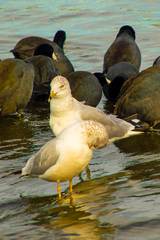 Larus delawarensis