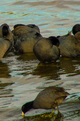 Fulica americana