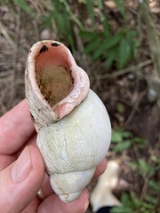 Megalobulimus oblongus
