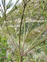 Liparia hirsuta