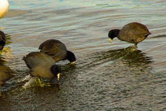Fulica americana