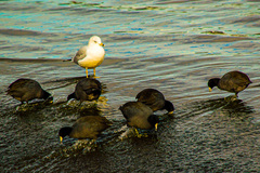 Larus delawarensis