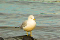 Larus delawarensis