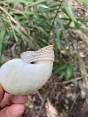 Megalobulimus oblongus