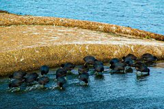 Fulica americana