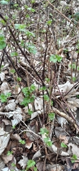 Ribes uva-crispa