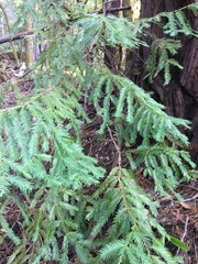 Sequoia sempervirens