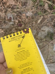 Symphoricarpos orbiculatus