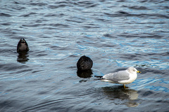 Larus delawarensis