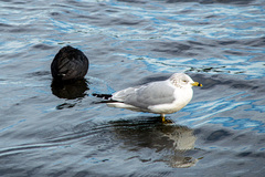 Larus delawarensis