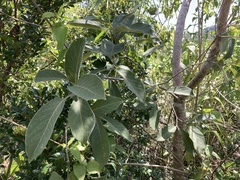 Combretum zeyheri