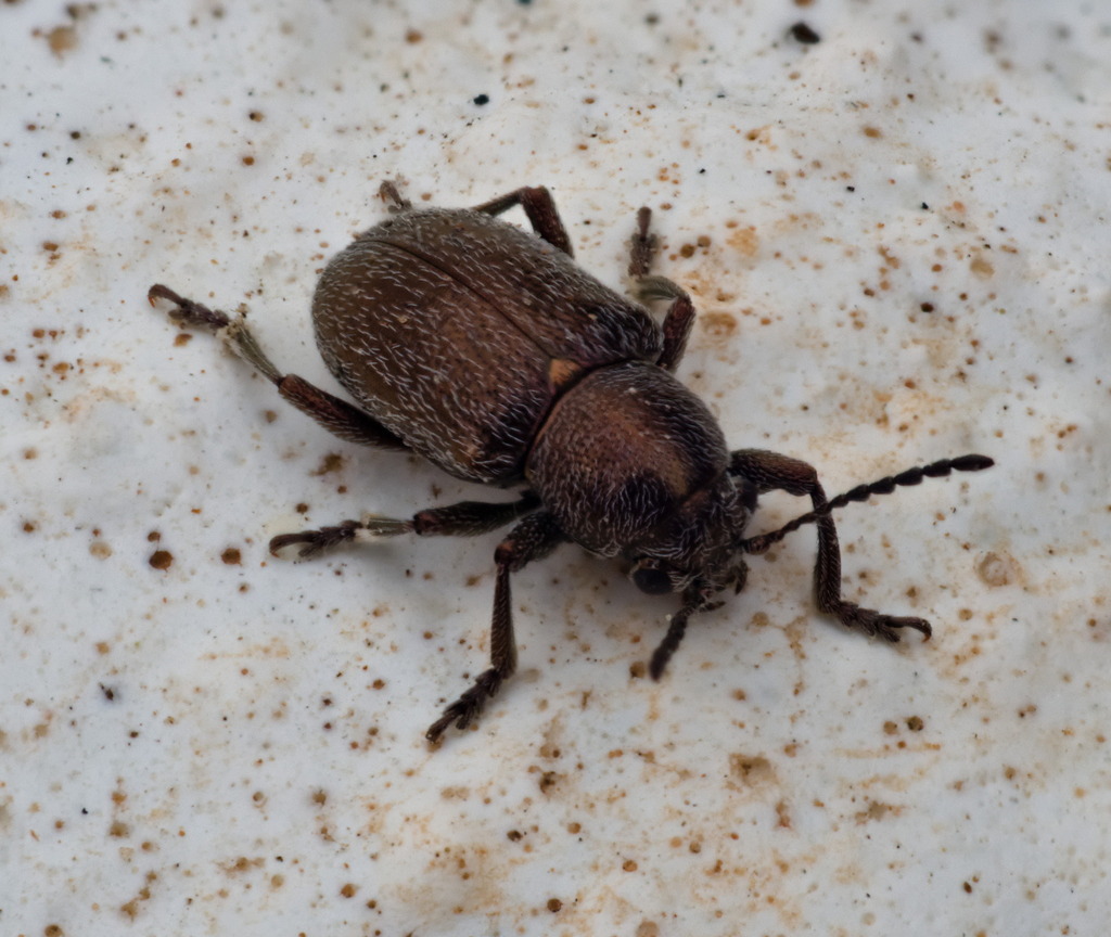 Graphops pubescens