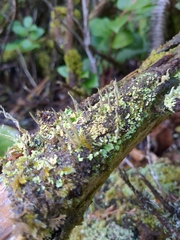Cladonia squamosa